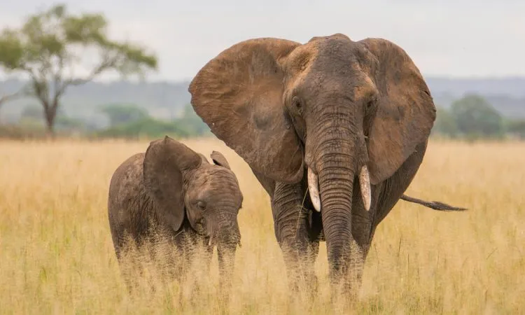 Éléphants du parc national de Tarangire