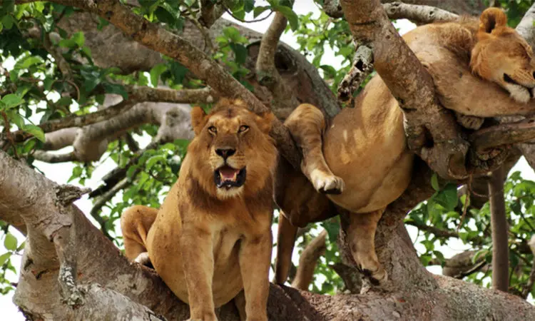 Lake Manyara Tree-Climbing Lions Lake Manyara Tree-Climbing Lions