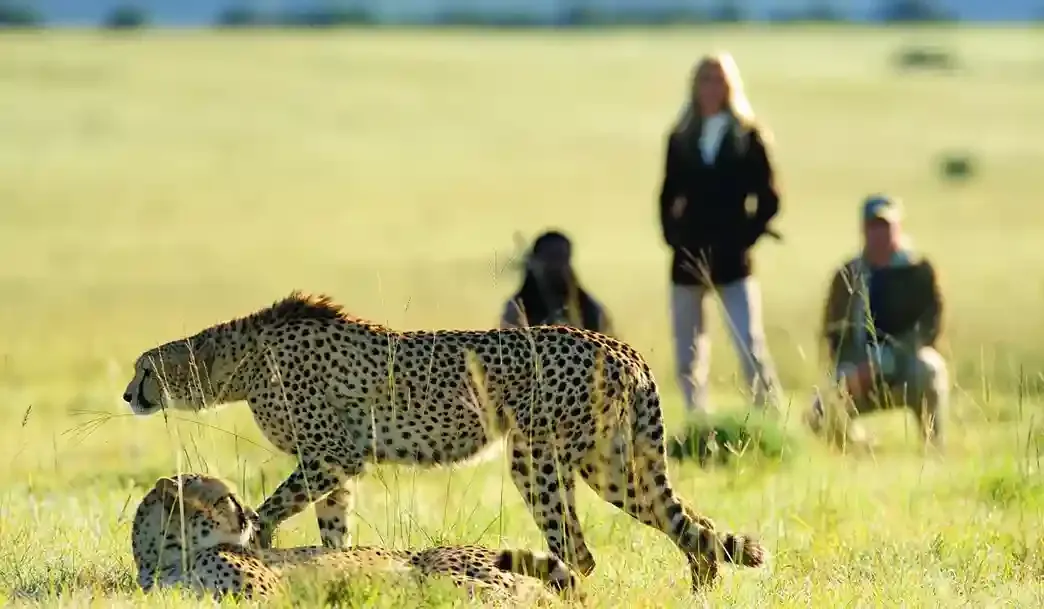 Ranger-led walking safari in Serengeti