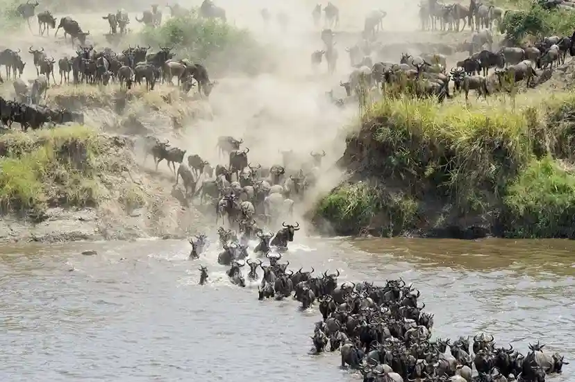 Wildebeest crossing river during Great Migration