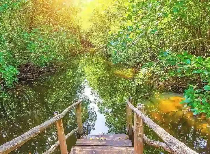 Jozani Forest Tour from Zanzibar in Zanzibar